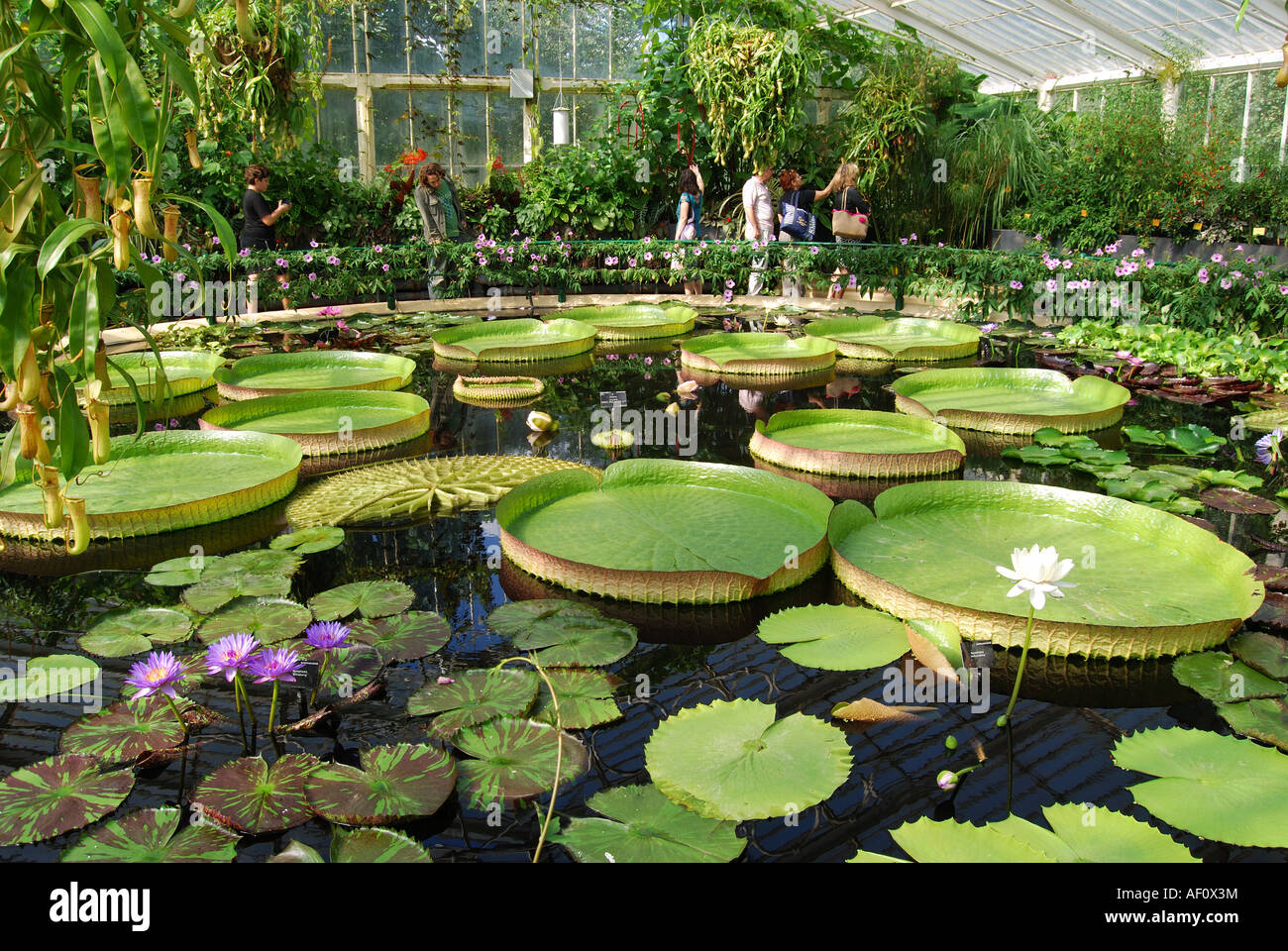 Waterlilly House, Giant Water Lillies (Nymphaea stellata), Royal Botanical Gardens, Kew, Borough of Richmond upon Thames, Grand Londres, Angleterre Banque D'Images