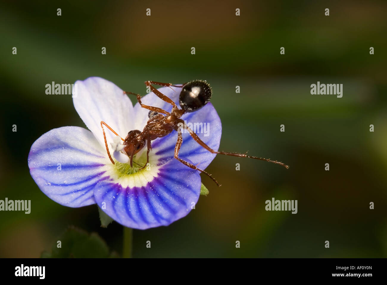 Photo macro d'un couvert de pollen ant sur une petite fleur bleu Veronica Banque D'Images