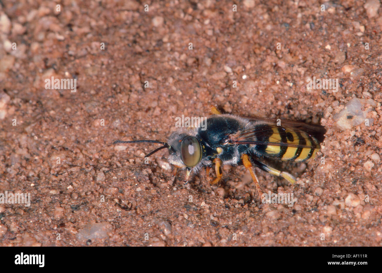 Digger Wasp, Bembix sp. La fermeture de son nid sur le sol Banque D'Images