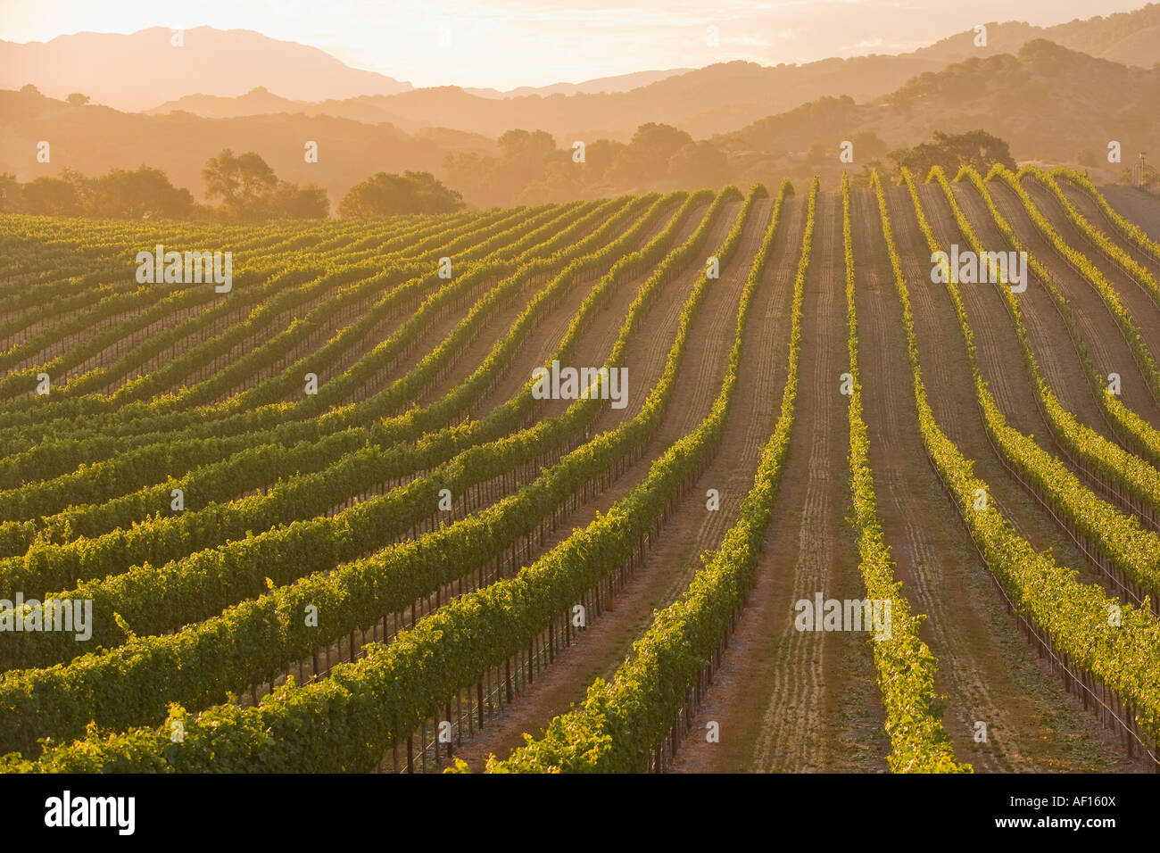 Rangées de vignes de cabernet sauvignon sont éclairées par le lever du soleil dans la vallée de Santa Ynez, près de Santa Barbara en Californie Banque D'Images