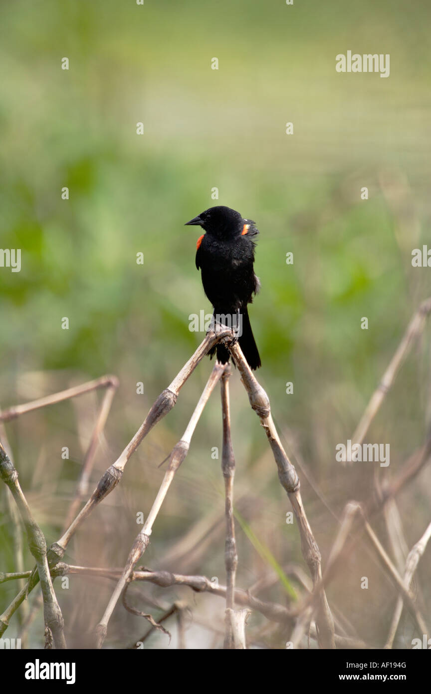 À épaulettes rouges au bord du marais au fond Spunky Banque D'Images