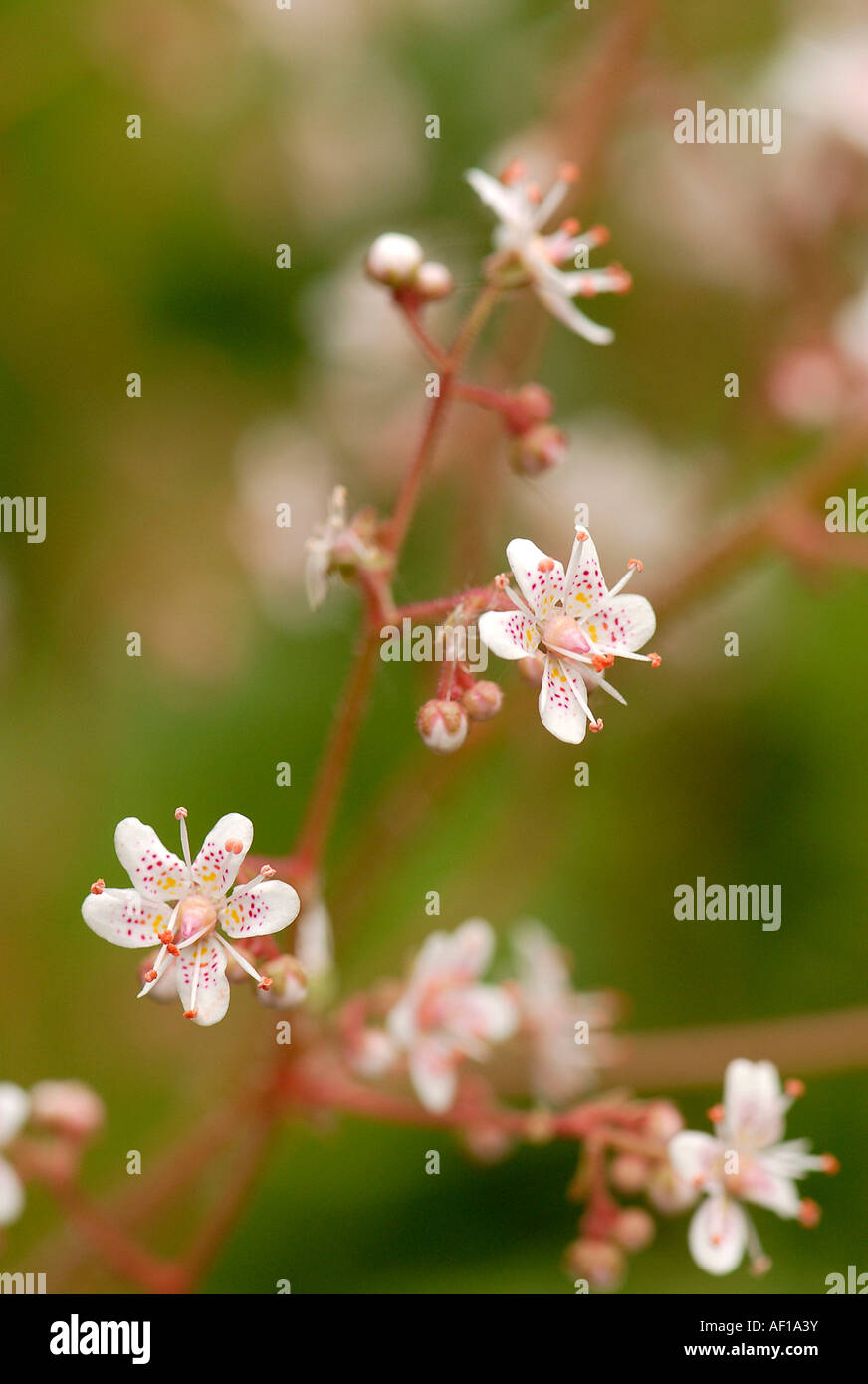 Les petites fleurs délicates de London Pride nom latin - Saxifraga urbium x Banque D'Images