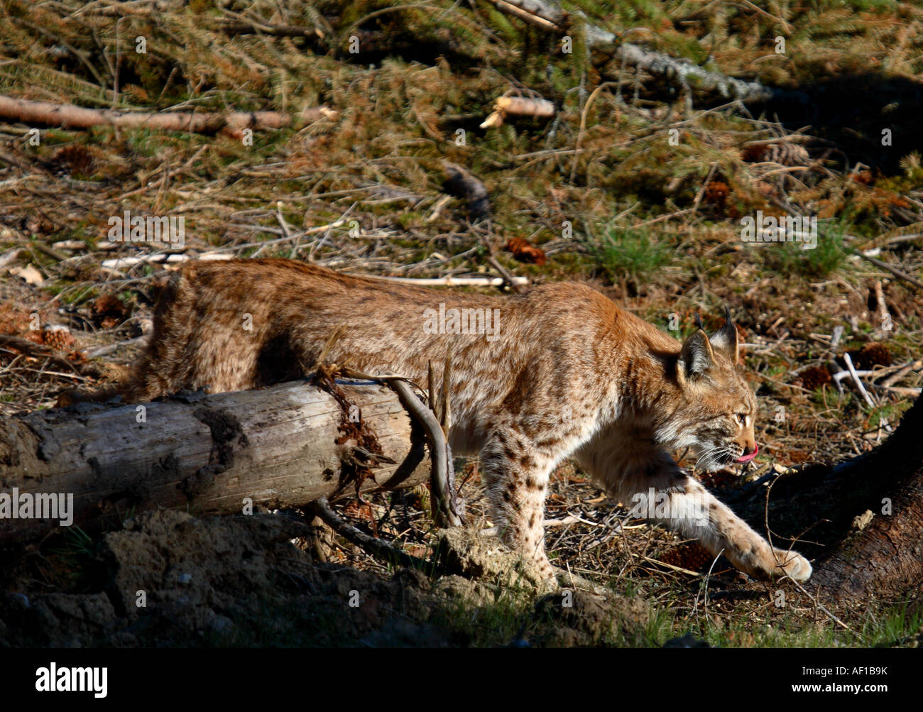 Balades lynx eurasien Banque D'Images