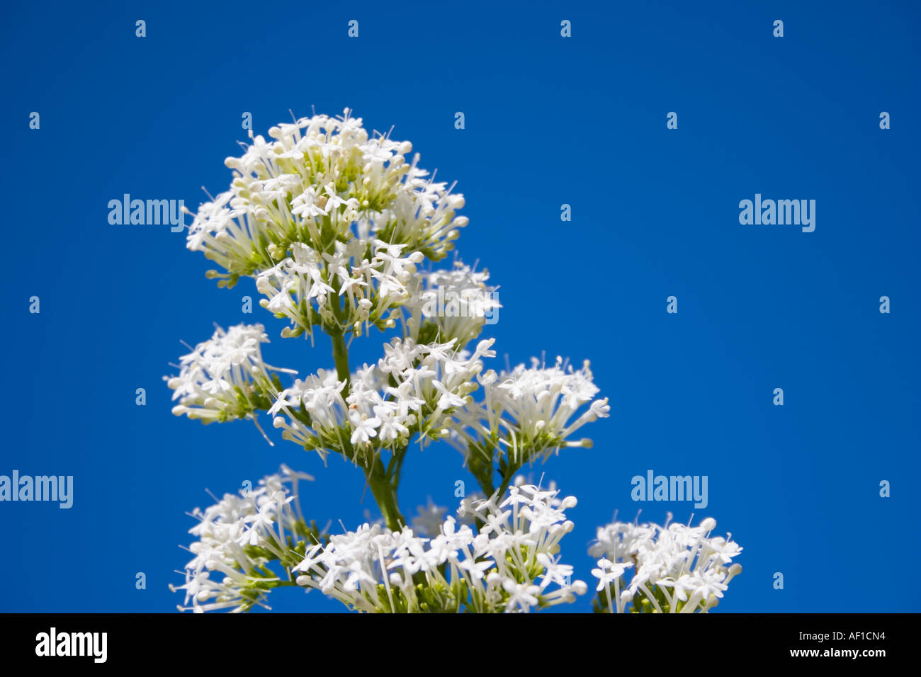 La valériane plante en fleur blanche Banque D'Images