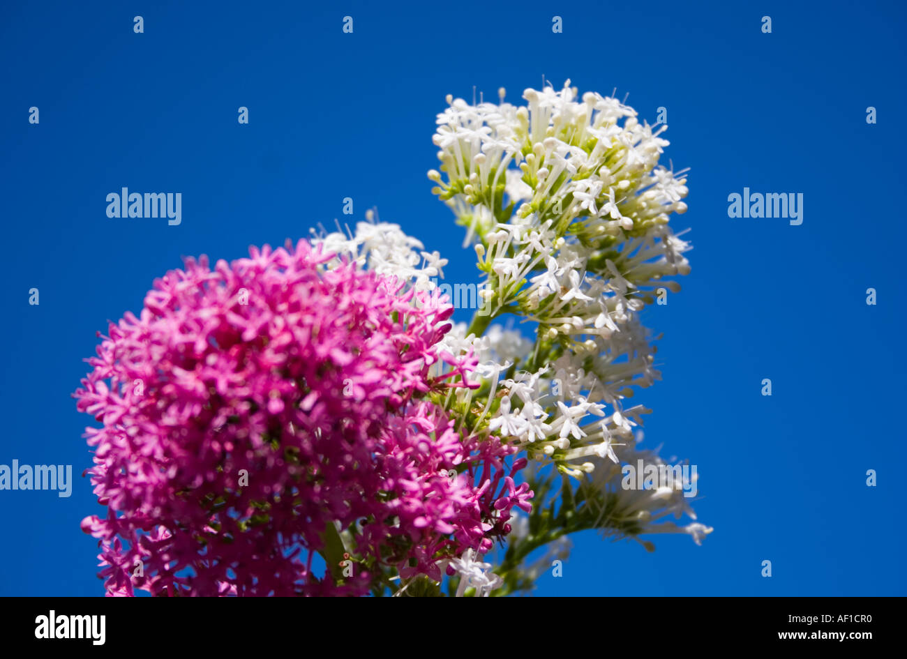 La valériane rouge et blanc plante en fleur Banque D'Images