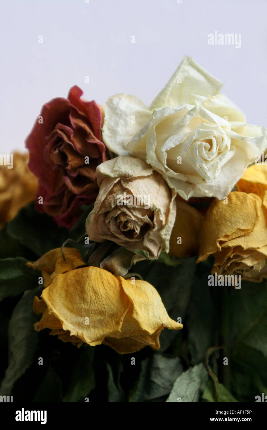 Roses séchées Banque D'Images