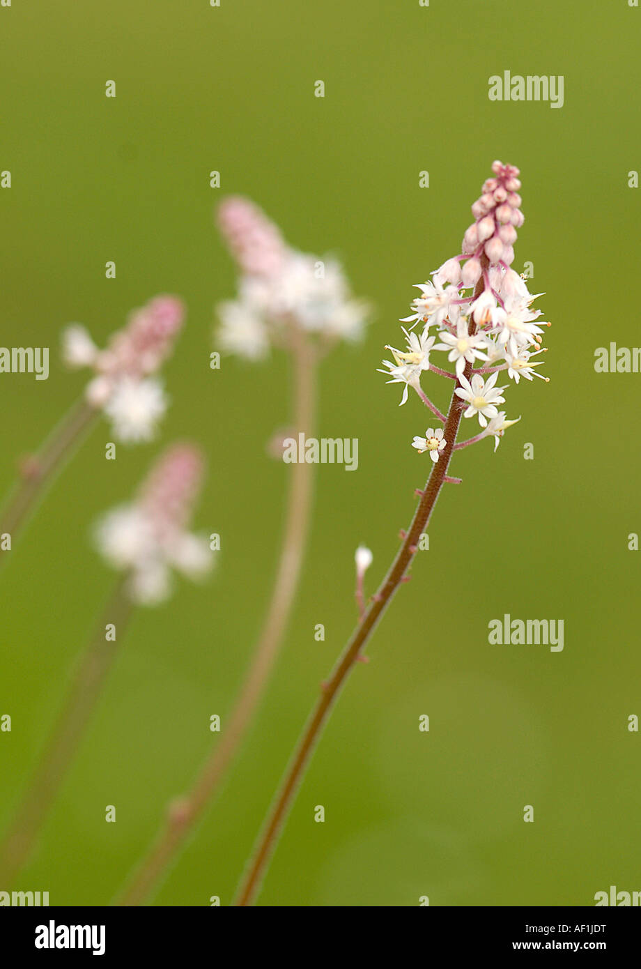 Les petites fleurs délicates de Tiarella 'Braveheart' Nom commun fleur mousse Banque D'Images