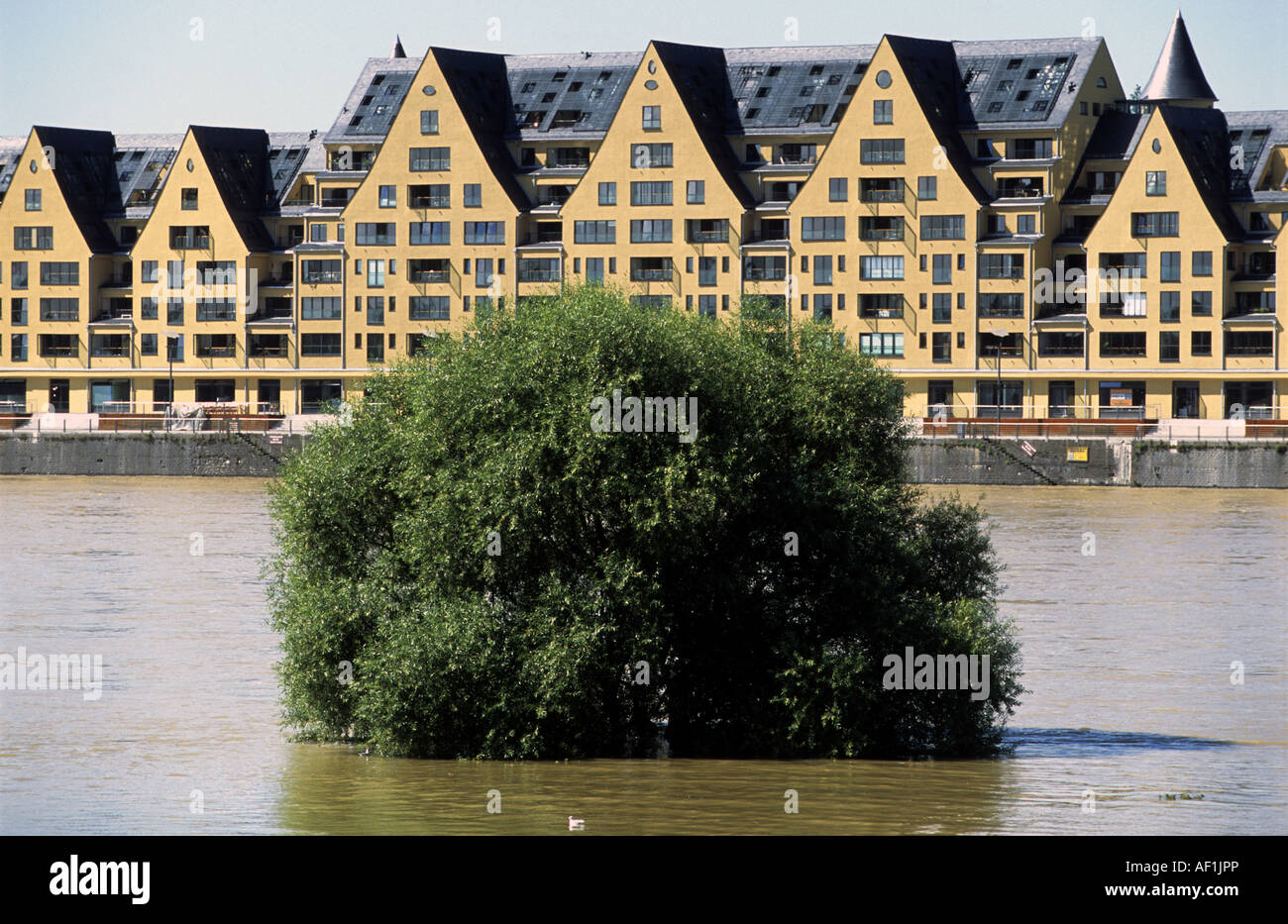 Les inondations de la plaine d'inondation à côté du Rhin, Cologne, Rhénanie du Nord-Westphalie, Allemagne. Banque D'Images