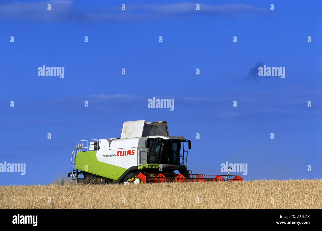 Moissonneuse-batteuse Claas blé de coupe sur les terres agricoles près de Rogue, Suffolk, UK. Banque D'Images