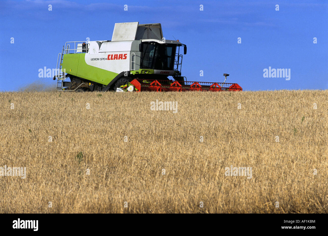 Moissonneuse-batteuse Claas blé de coupe sur les terres agricoles près de Rogue, Suffolk, UK. Banque D'Images