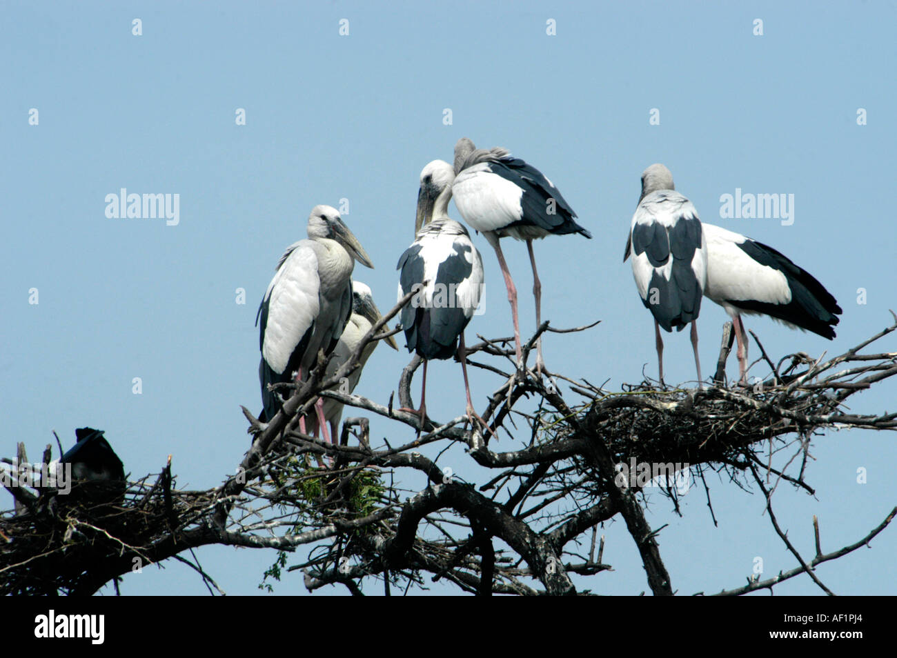 Les cigognes dans d'oiseaux de Bharatpur RAJASTHAN Banque D'Images
