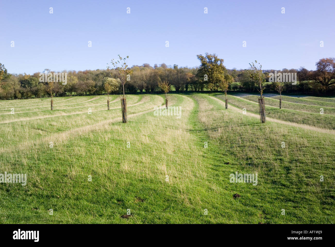 Un champ de crête et sillon médiévaux dans les Cotswolds à Wood Stanway, Gloucestershire, Angleterre Royaume-Uni Banque D'Images