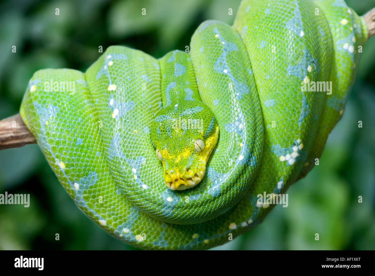 Un arbre vert ( Python Morelia viridis ) dormir sur un arbre Banque D'Images