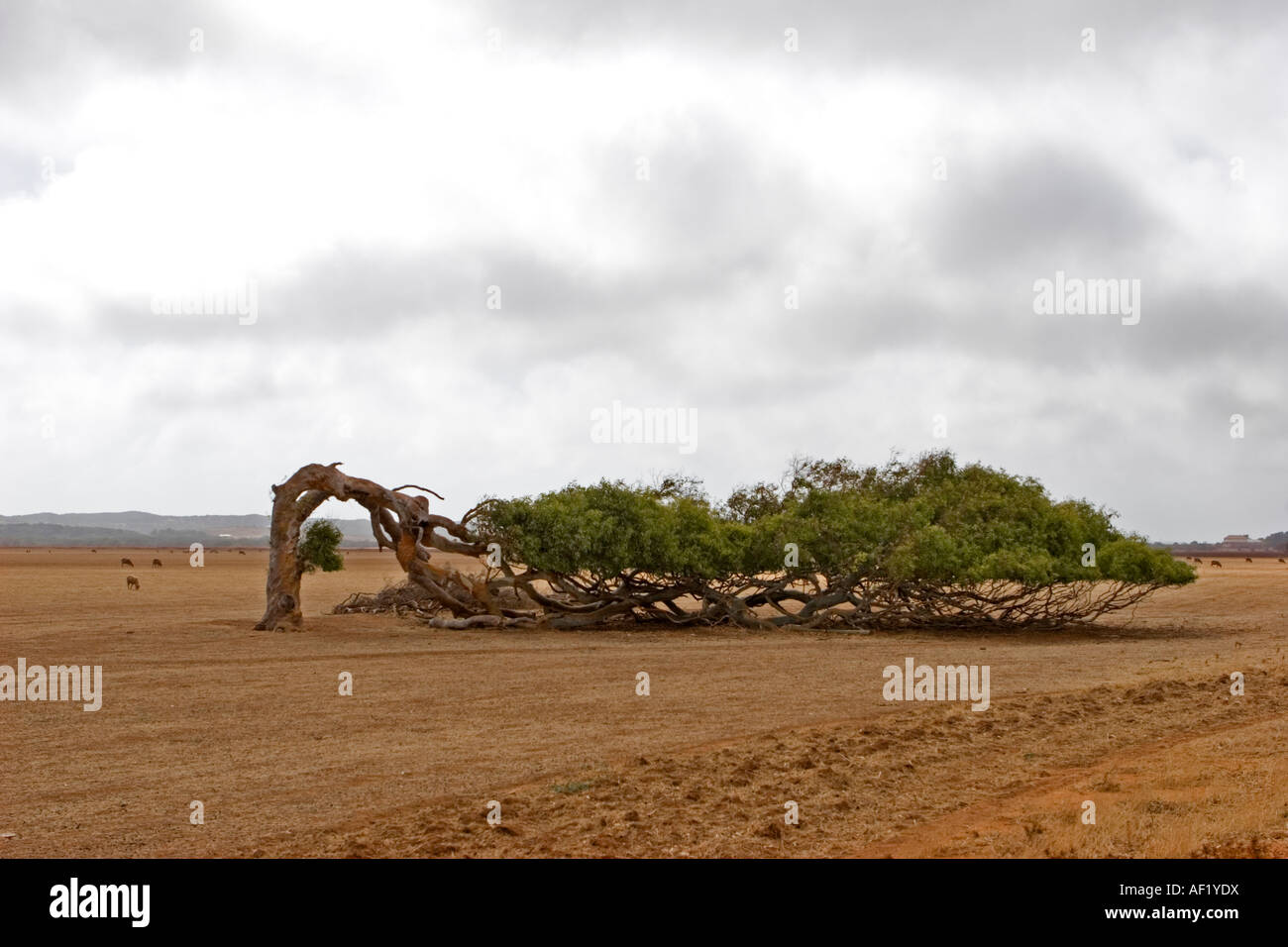 Un arbre fatigué dans l'ouest de l'Australie Banque D'Images