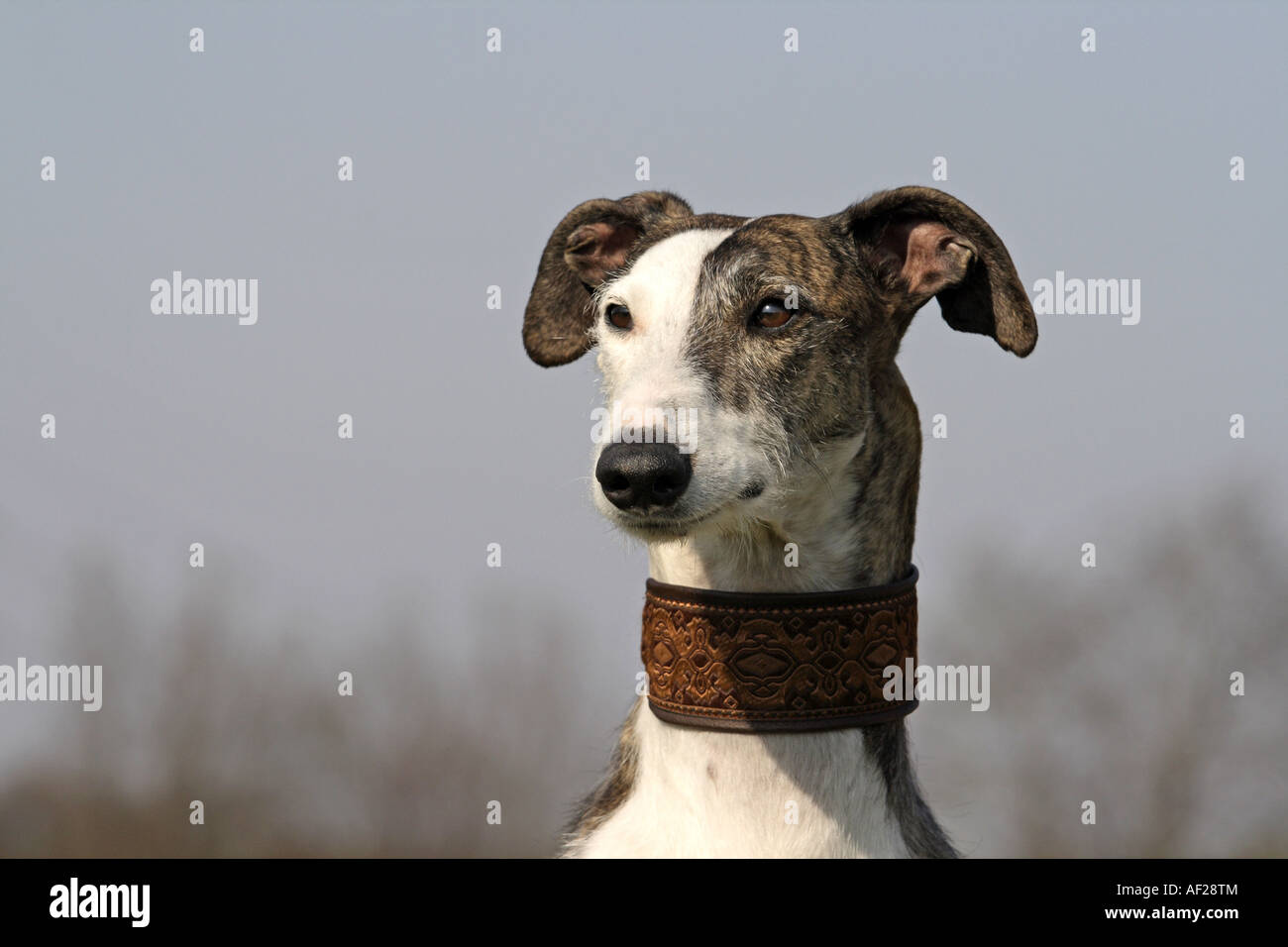 Lévriers espagnols (Canis lupus f. familiaris), portrait Banque D'Images