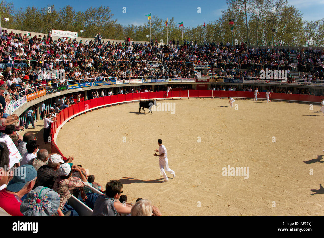 Course camarguaise, un événement que Bull est très populaire dans l'Est du Languedoc Roussillon région de France. Banque D'Images