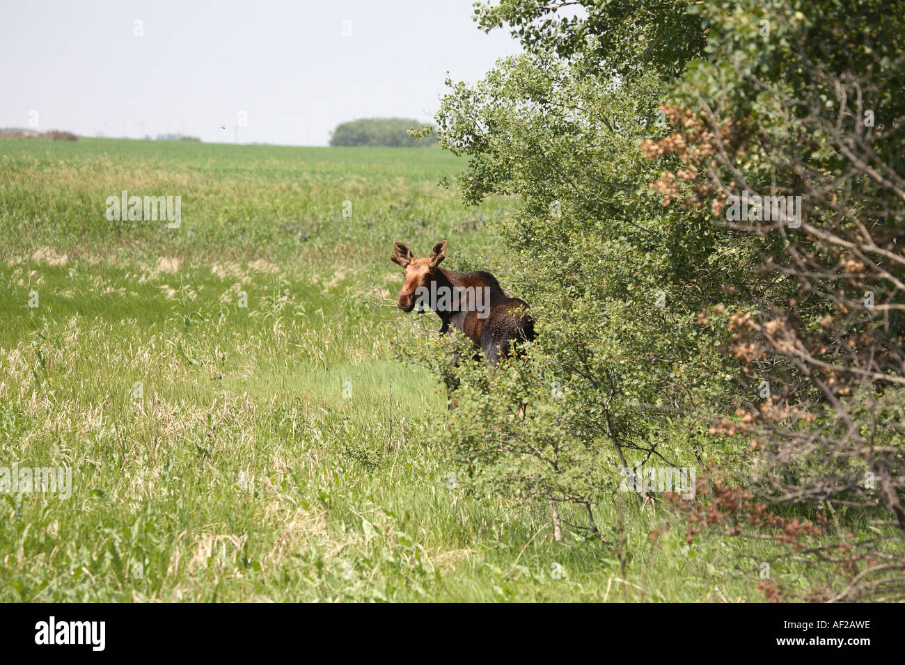 Les jeunes orignaux dans les champs de pétrole dans la région de scenic Viewfield Saskatchewan Canada Banque D'Images