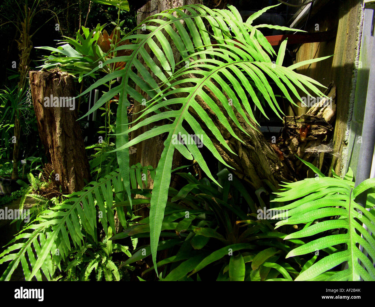 Le polypode doré, Golden fern serpent, chou palmiste (Phlebodium aureum, fougère Polypodium aureum), frondes Banque D'Images