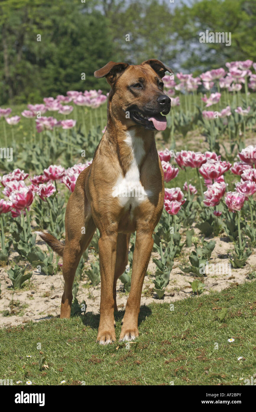 Malinois Mixte Banque D Image Et Photos Alamy Malinois Mixte Banque D Image Et Photos Alamy