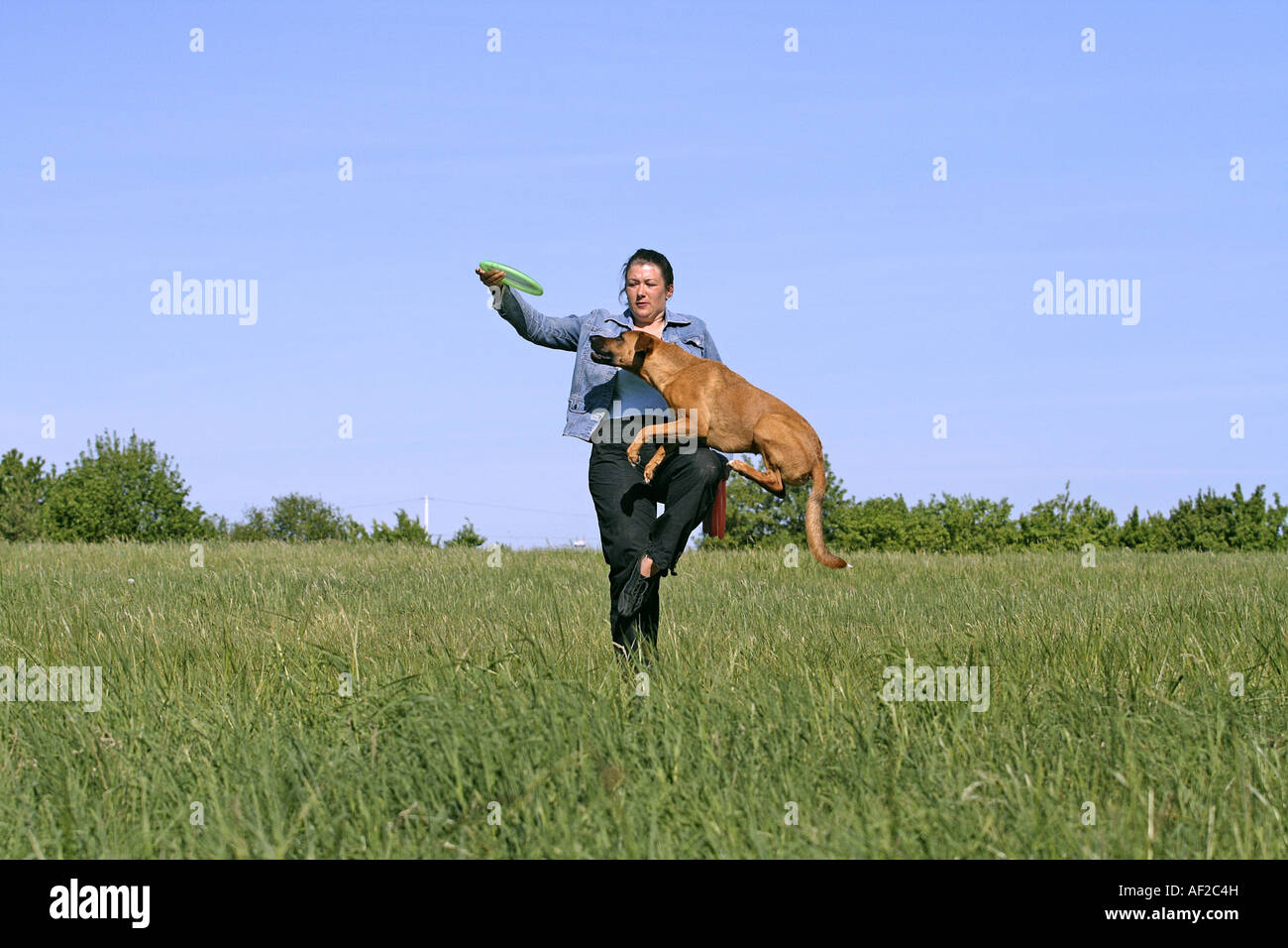 Chien domestique (Canis lupus f. familiaris), woman throwing un frisbee Disque pour un chien Banque D'Images