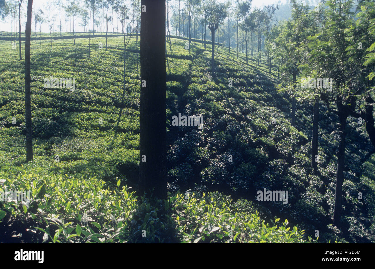 La plantation de thé de l'Inde du Sud. Banque D'Images