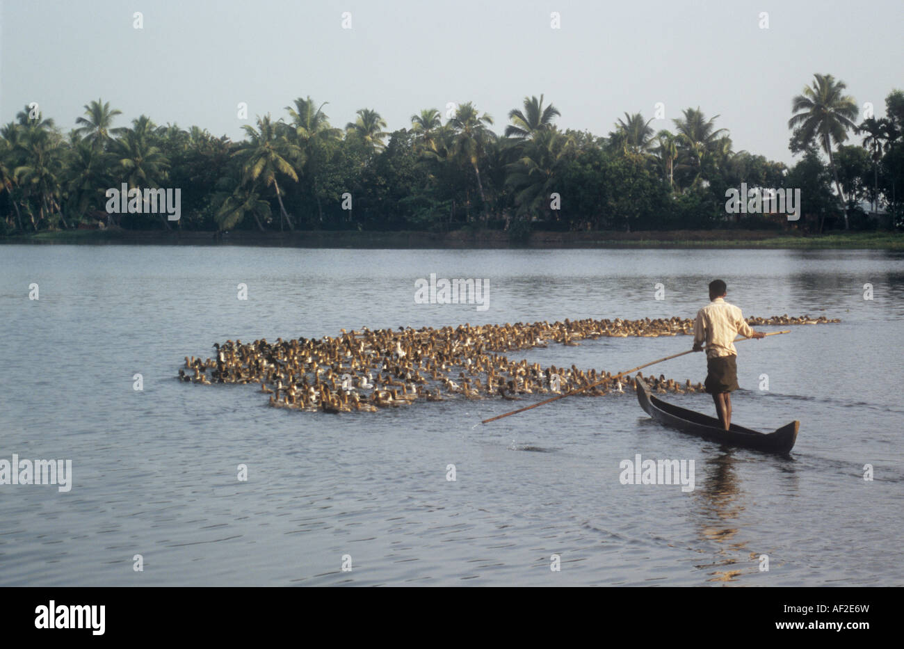 Coureur indien des canards au Kerala retour eaux. Banque D'Images