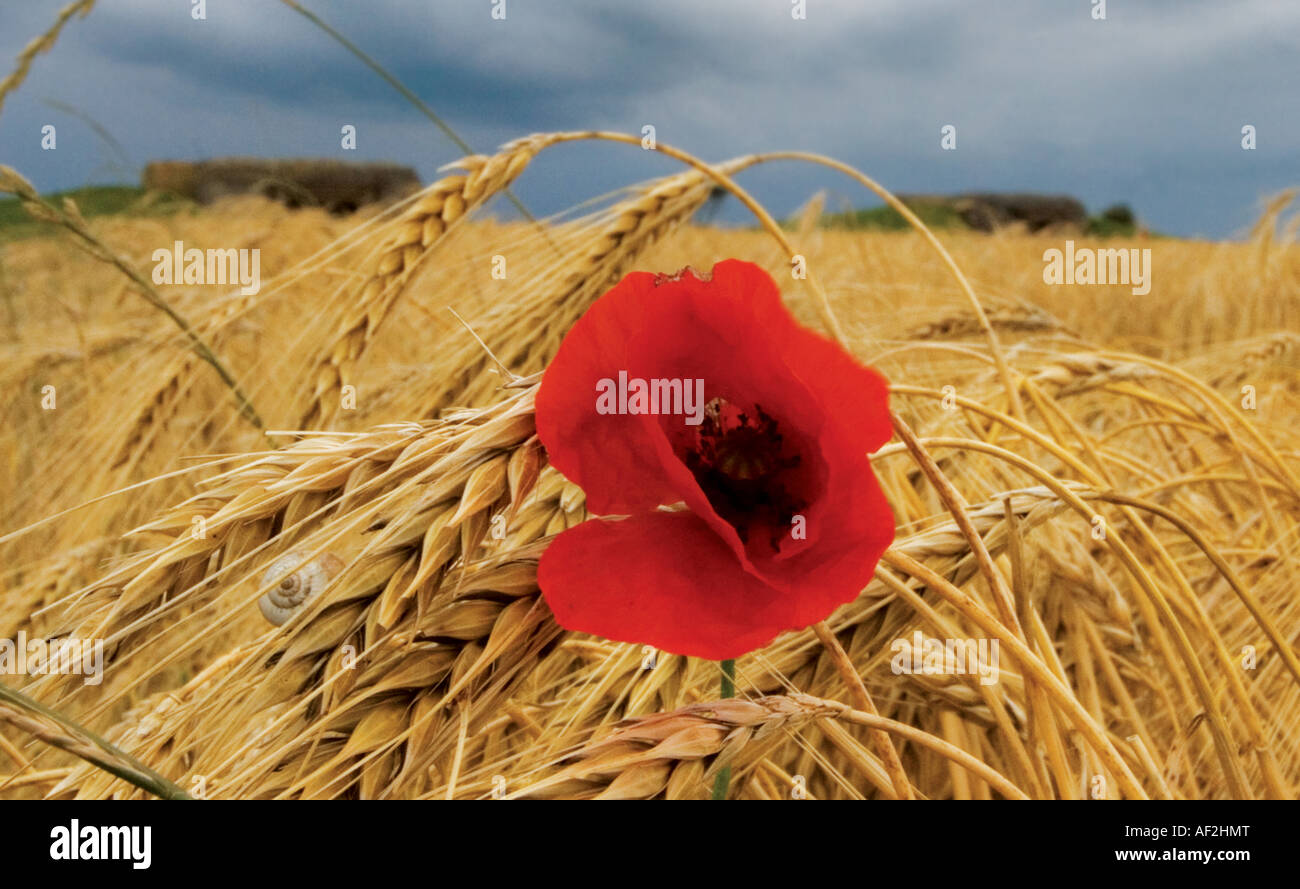 Vue de l'Allemand batterie de tir sur la côte normande avec poppy en premier plan Banque D'Images