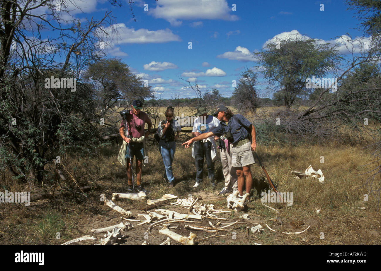 Le parc national de Hwange au Zimbabwe, les touristes avec guide à la recherche d'os de girafe à mort. Safari à pied Banque D'Images