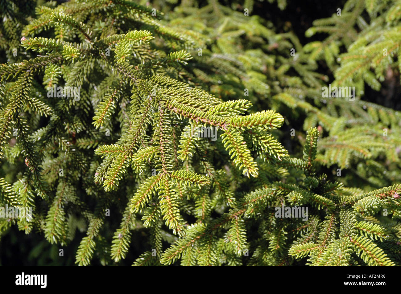 Epicéa Picea orientalis oriental aussi appelé sapin du Caucase Banque D'Images