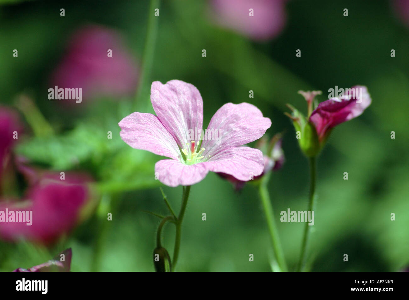 Géranium sanguin Geranium endressii Endress également appelé géranium sanguin Français Banque D'Images