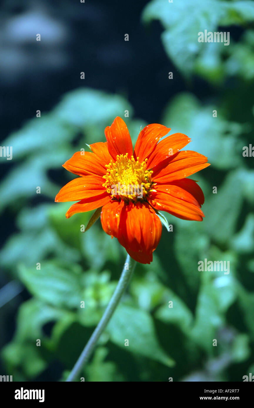 Tournesol mexicain Tithonia rotundifolia Banque D'Images