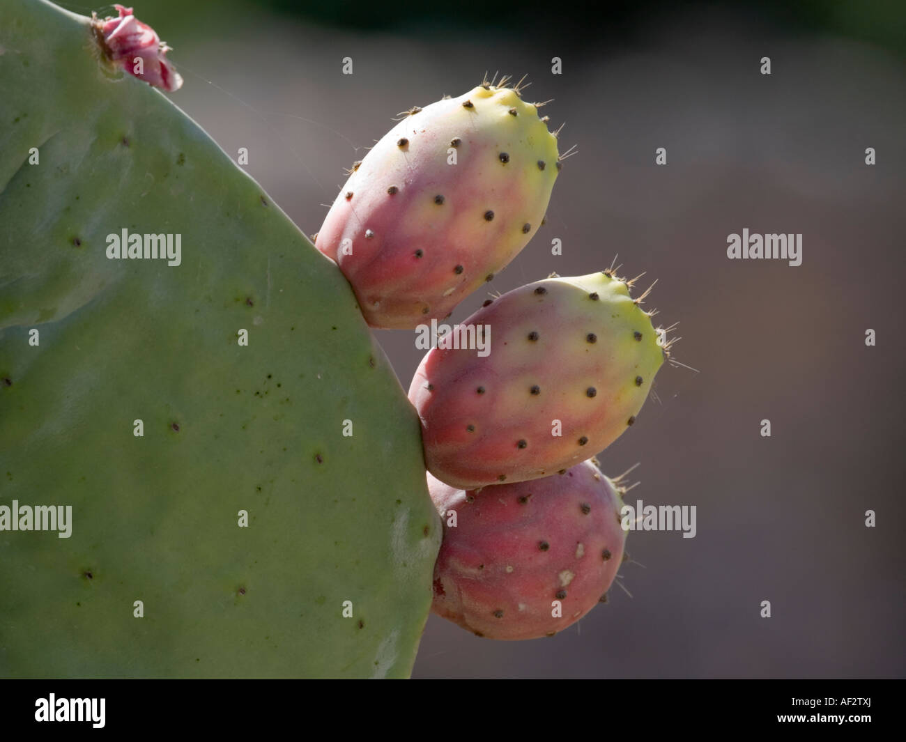 Figuiers de Barbarie (opuntia ficus-indica) Banque D'Images