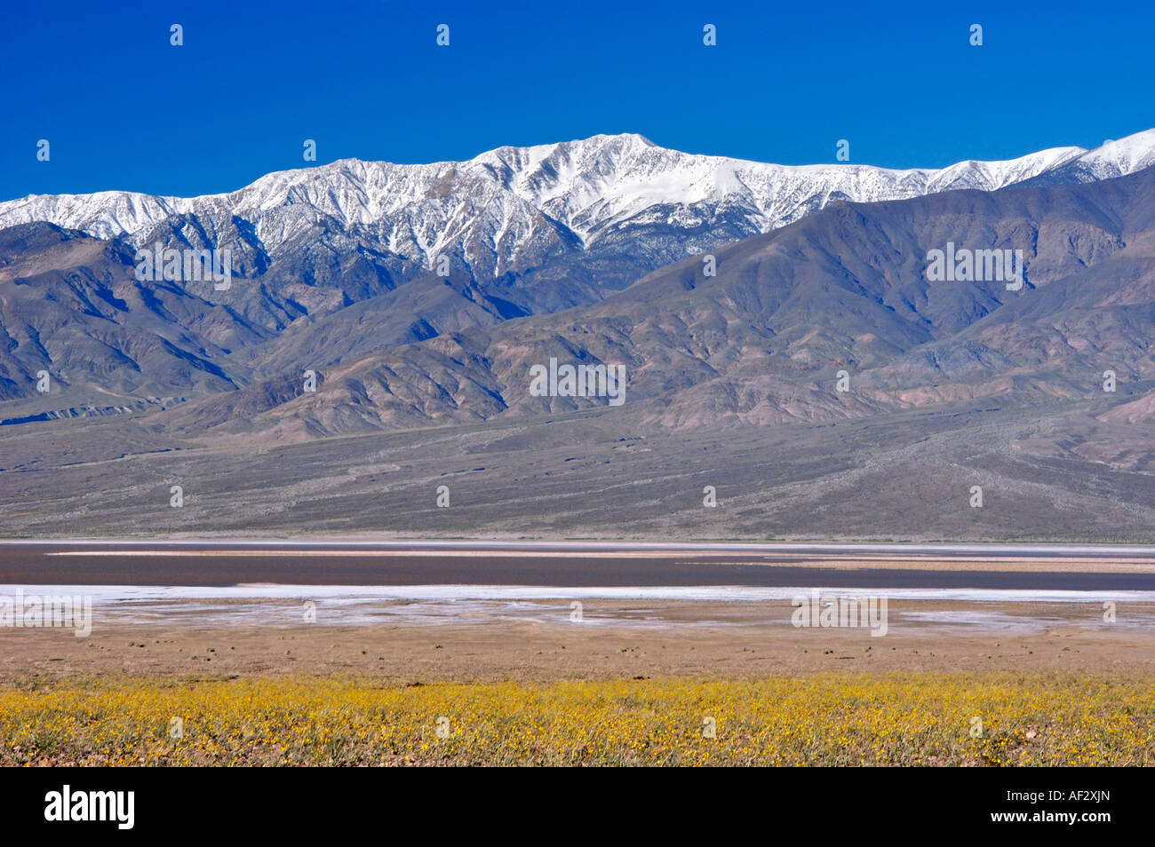 Lake Manly et Desert Gold Geraea canescens sous couvert de neige Telescope Peak Death Valley National Park Californie Banque D'Images