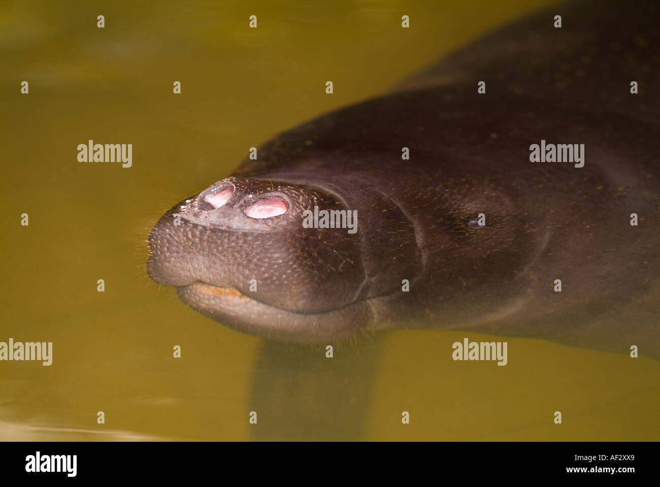 Lamantin Trichechus inunguis amazonienne Banque D'Images Lamantin Trichechus inunguis amazonienne Banque D'Images