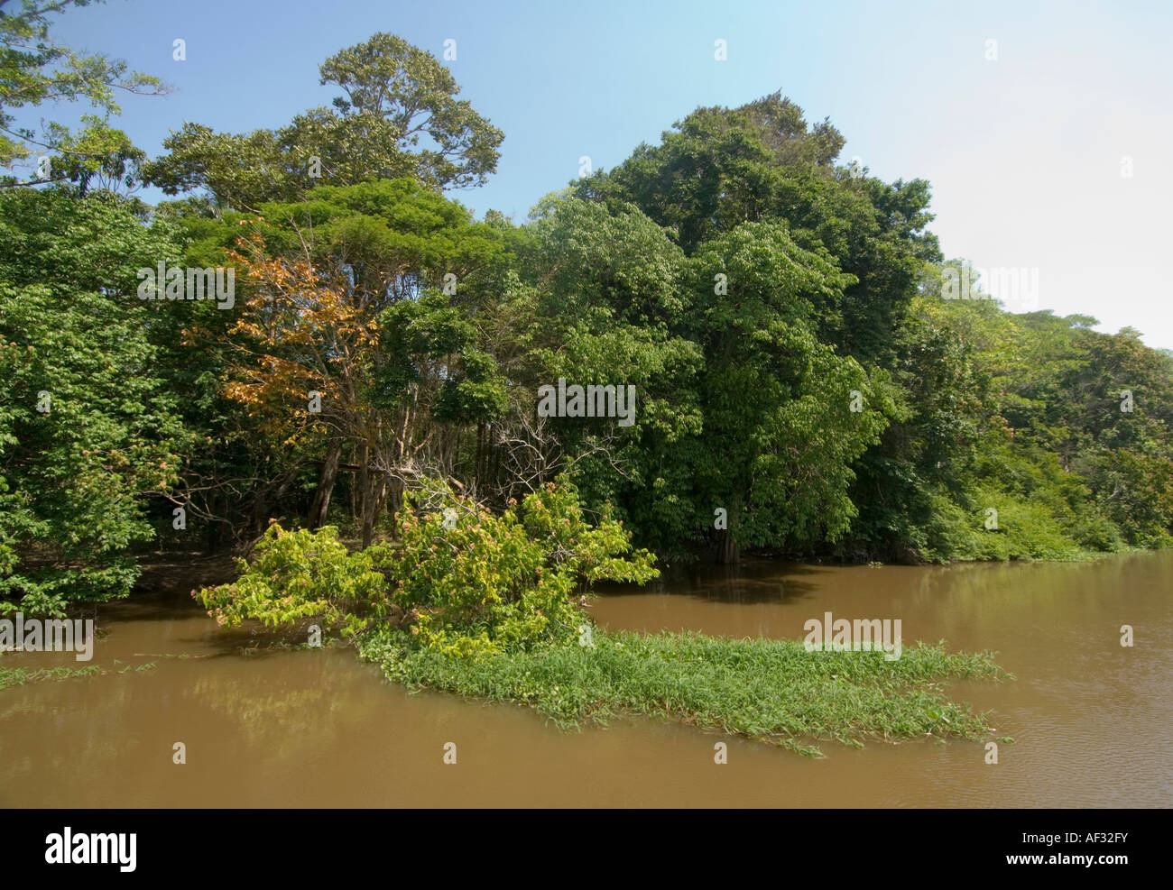 La végétation dans une plaine d'Lago do Maicá Santarém Pará au Brésil Banque D'Images