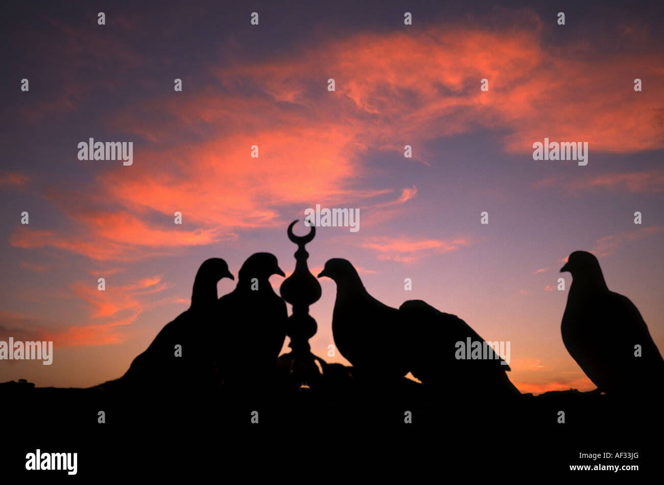 Les oiseaux sur le dôme de mosquée à Istanbul, Turquie Banque D'Images