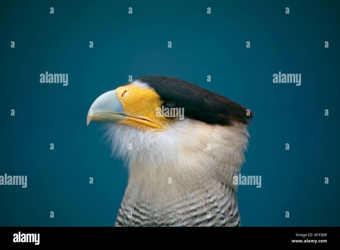 Adulte Crested Caracara (Caracara cheriway) regardant vers le haut Banque D'Images