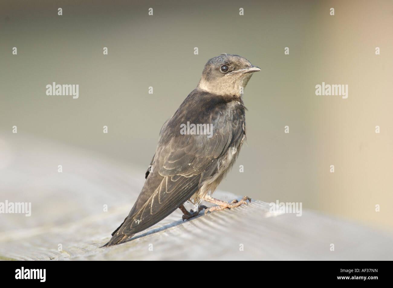 Femme Purple Martin (Progne subis) sur nichoir Wakodahatchee Wetlands Delray Beach en Floride Banque D'Images