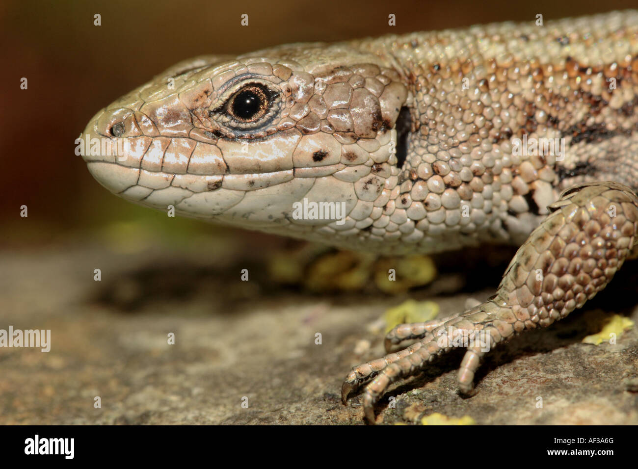 Lézard vivipare, lézard commun européen (Lacerta vivipara, Zootoca vivipara), portrait, Germany Banque D'Images