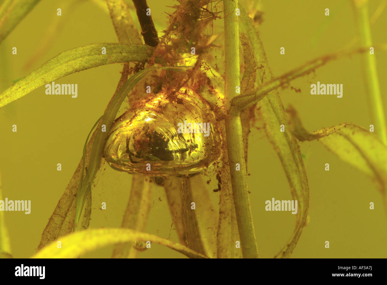 L'araignée européenne de l'eau (Argyroneta aquatica), dans la bulle d'air, de l'Allemagne, de Bavière, Chiemsee Banque D'Images