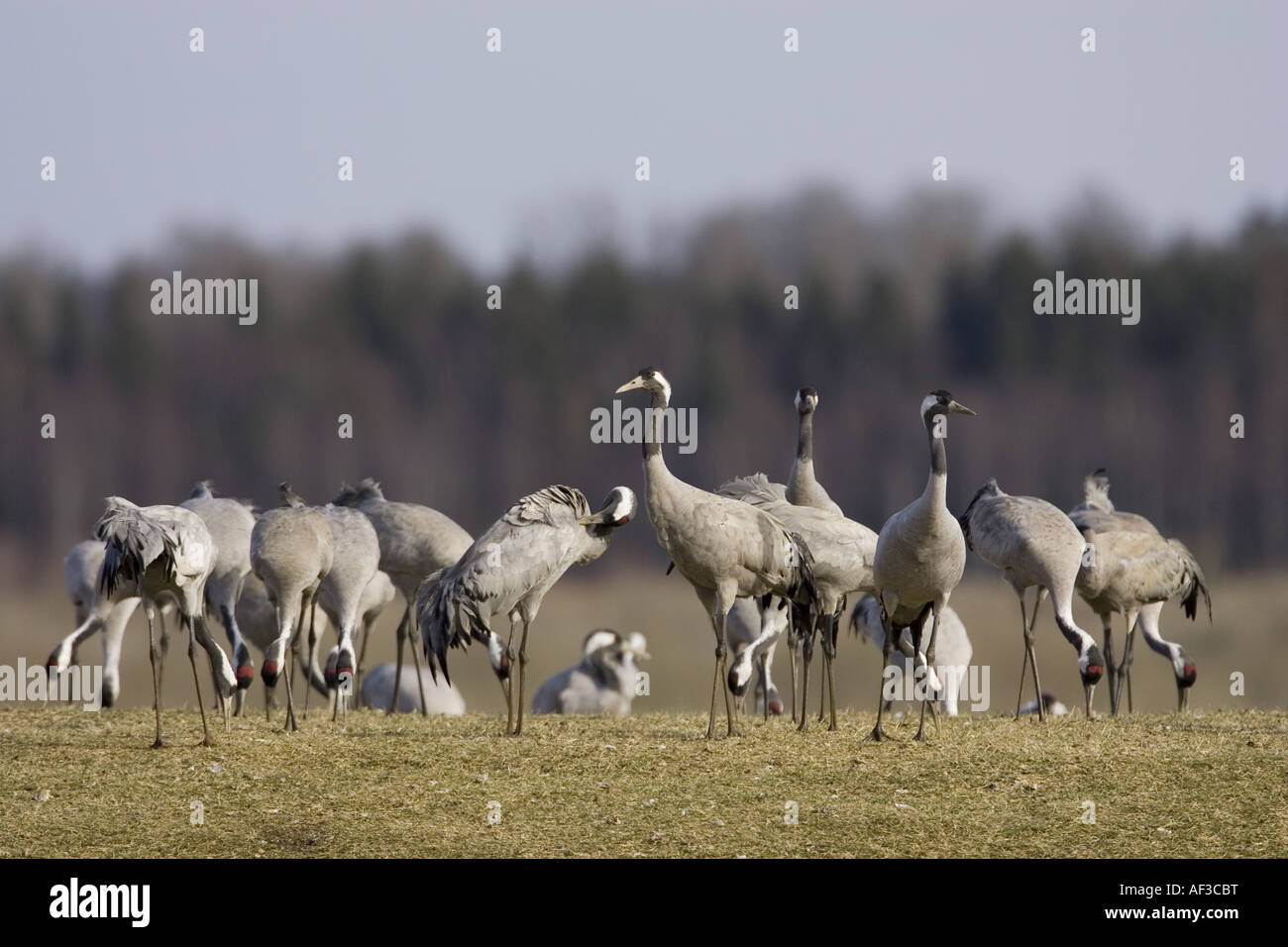Grue cendrée (Grus grus), flock sur prairie, la Suède, l'Hornborgasjoen Banque D'Images