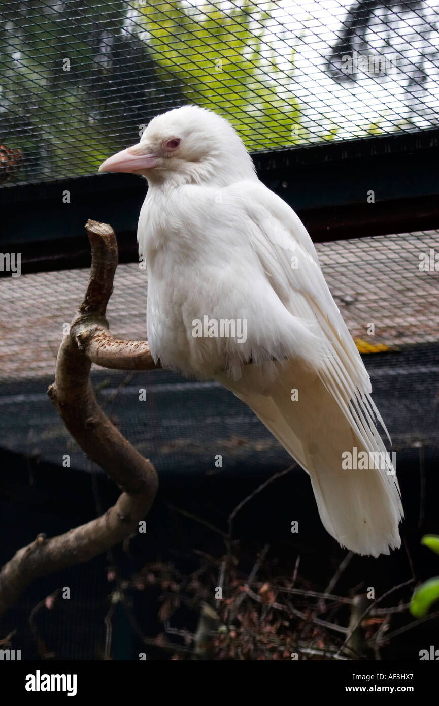 Corneille. Corneille noir. Rabenkraehe. Corvus c. corone albinos blanc. Banque D'Images