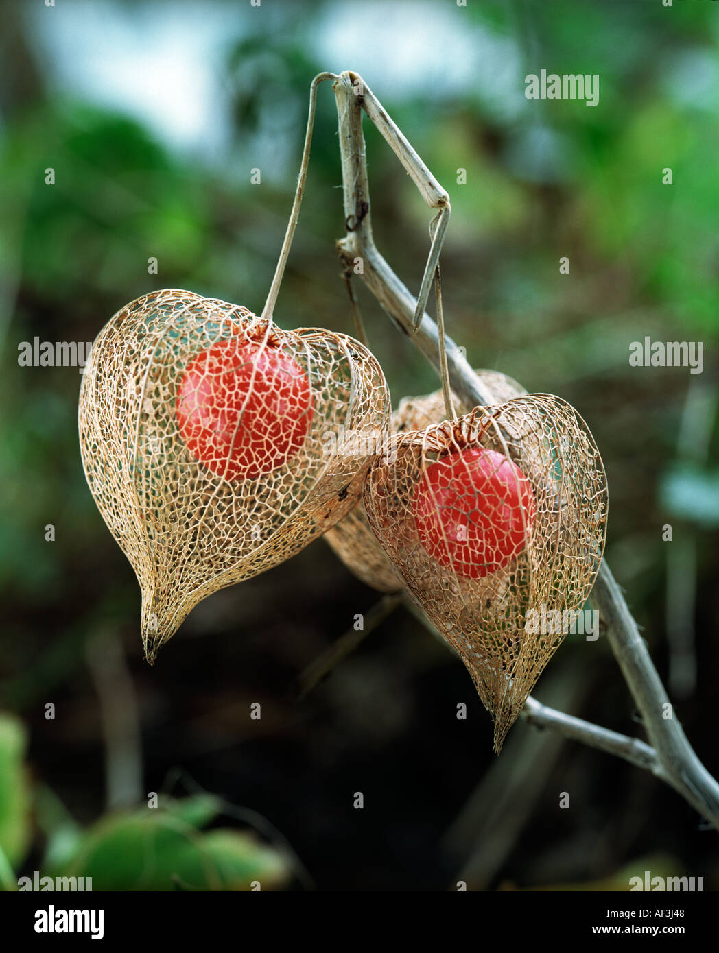 Lanterne chinoise Physalis alkekengi plante avec ses fruits ronds figurant dans les calices en forme de lanterne squelettique qui est devenu Banque D'Images