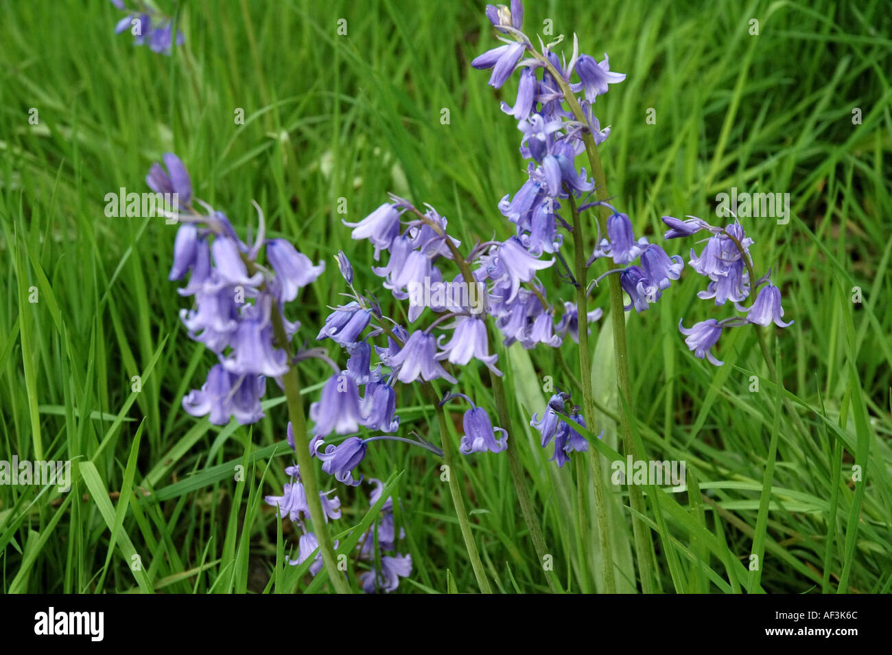 Jacinthe des bois 2 Banque D'Images
