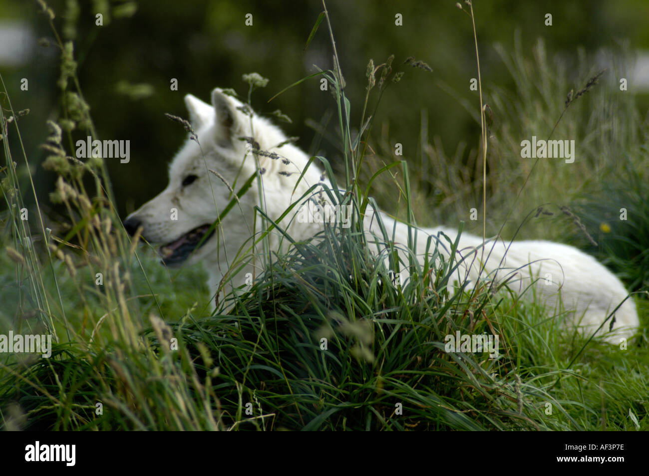 Loup en ecosse Banque de photographies et d'images à haute résolution -  Alamy