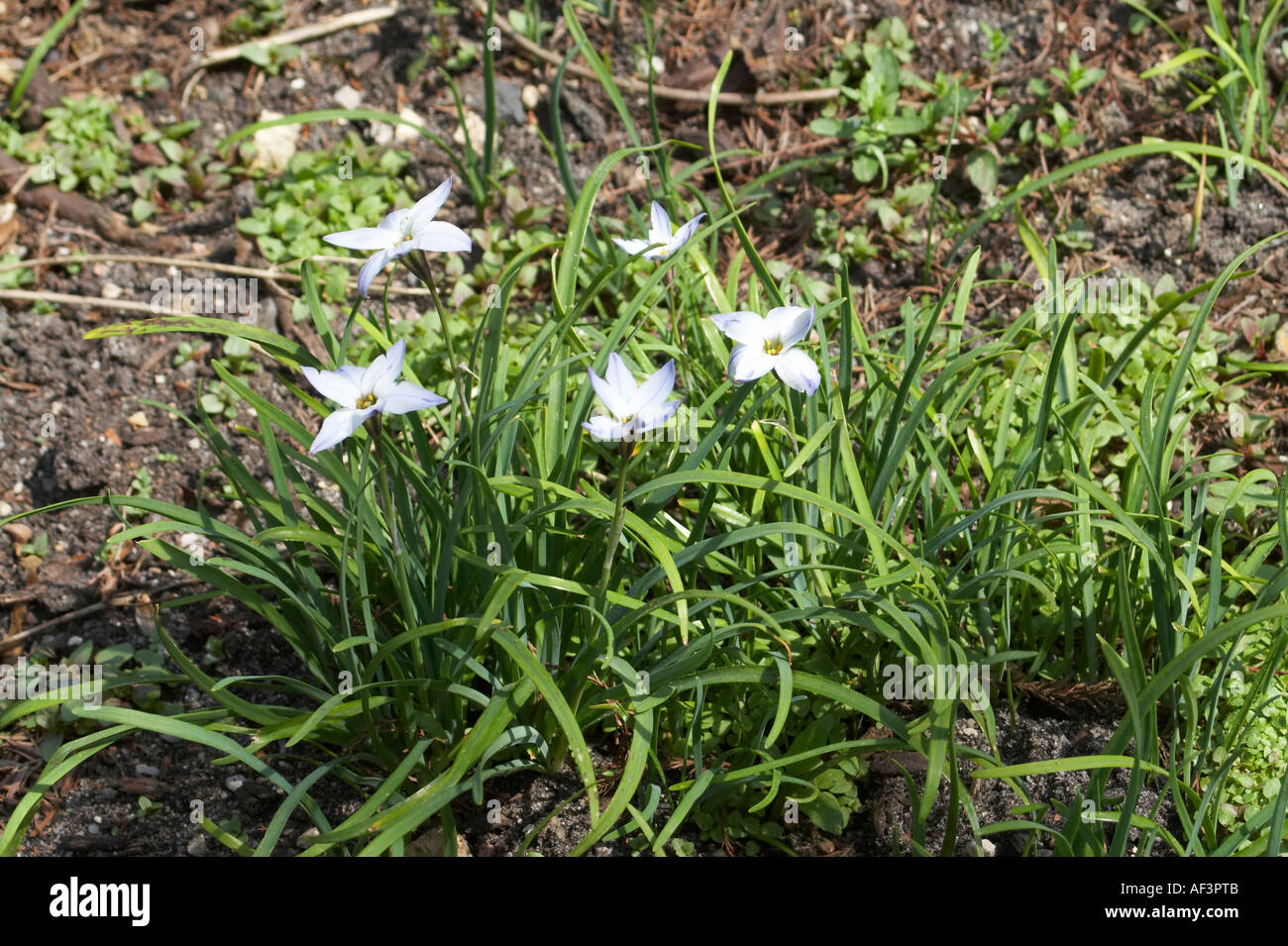 Liliaceae - Ipheion uniflorum n Banque D'Images