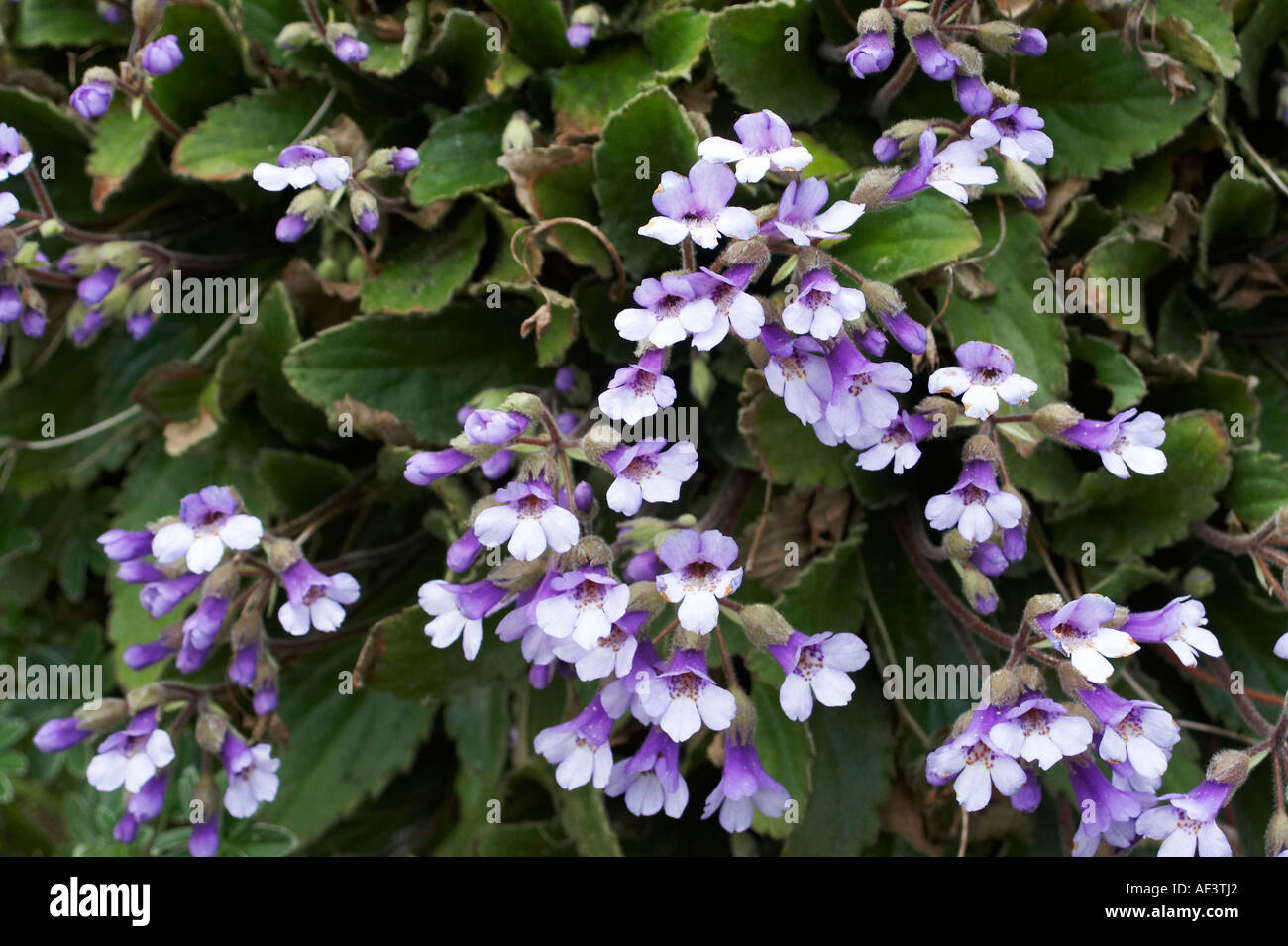 Gesneriaceae. Haberlea rhodopensis. Banque D'Images