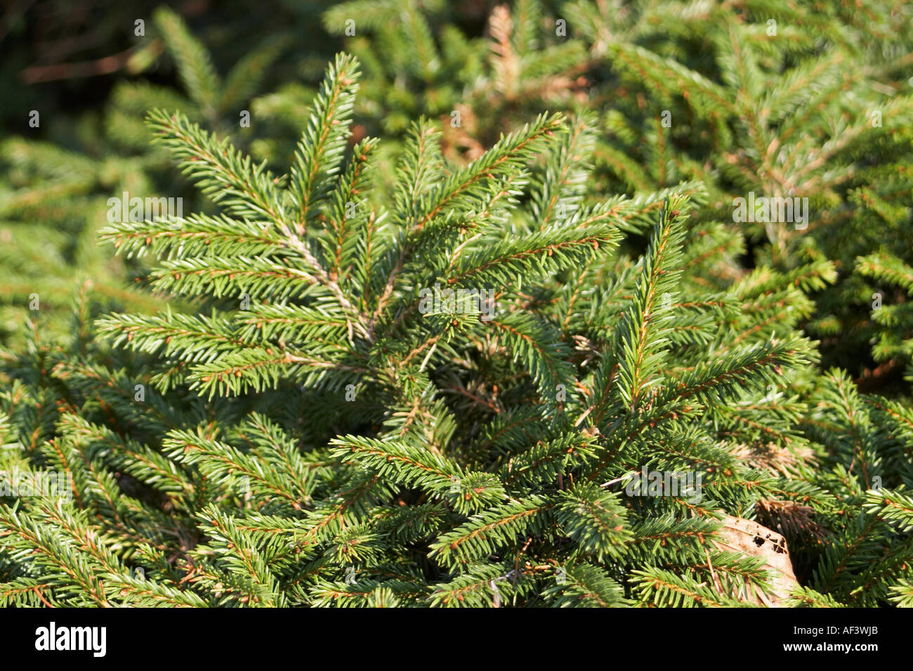 Pinaceae. Picea abies. Pumila Nigra Banque D'Images