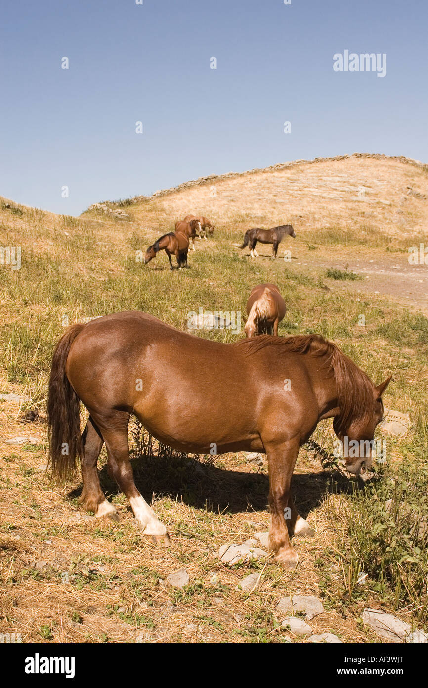 Chevaux sauvages sur la montagne Gorzano Italie Banque D'Images