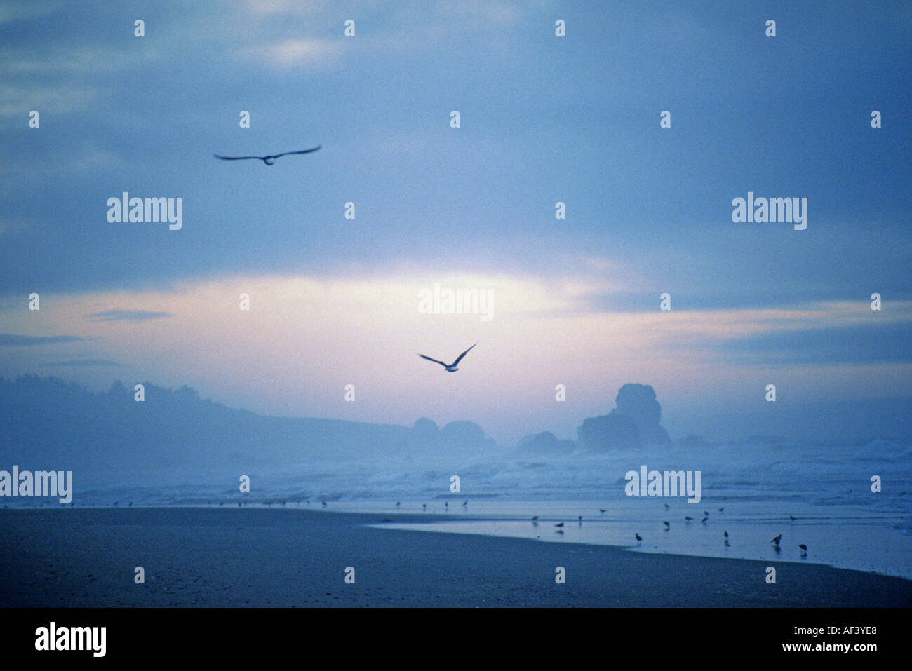 Plage avec vol de mouettes au crépuscule avec nuages bleus côte de l'Oregon au sud de Coos Bay USA Banque D'Images
